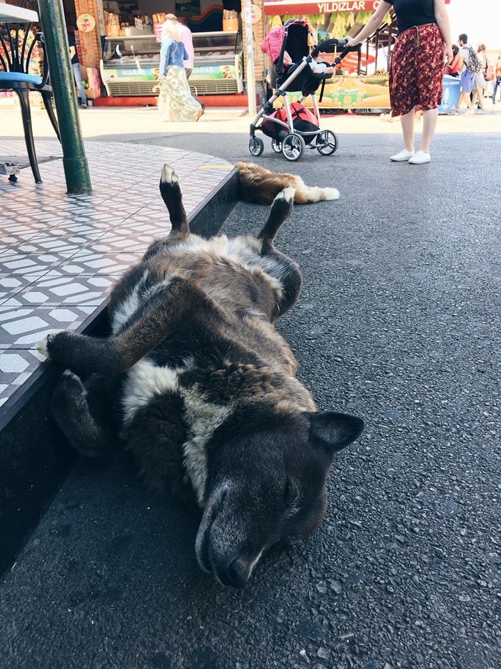 Perros de Estambul.