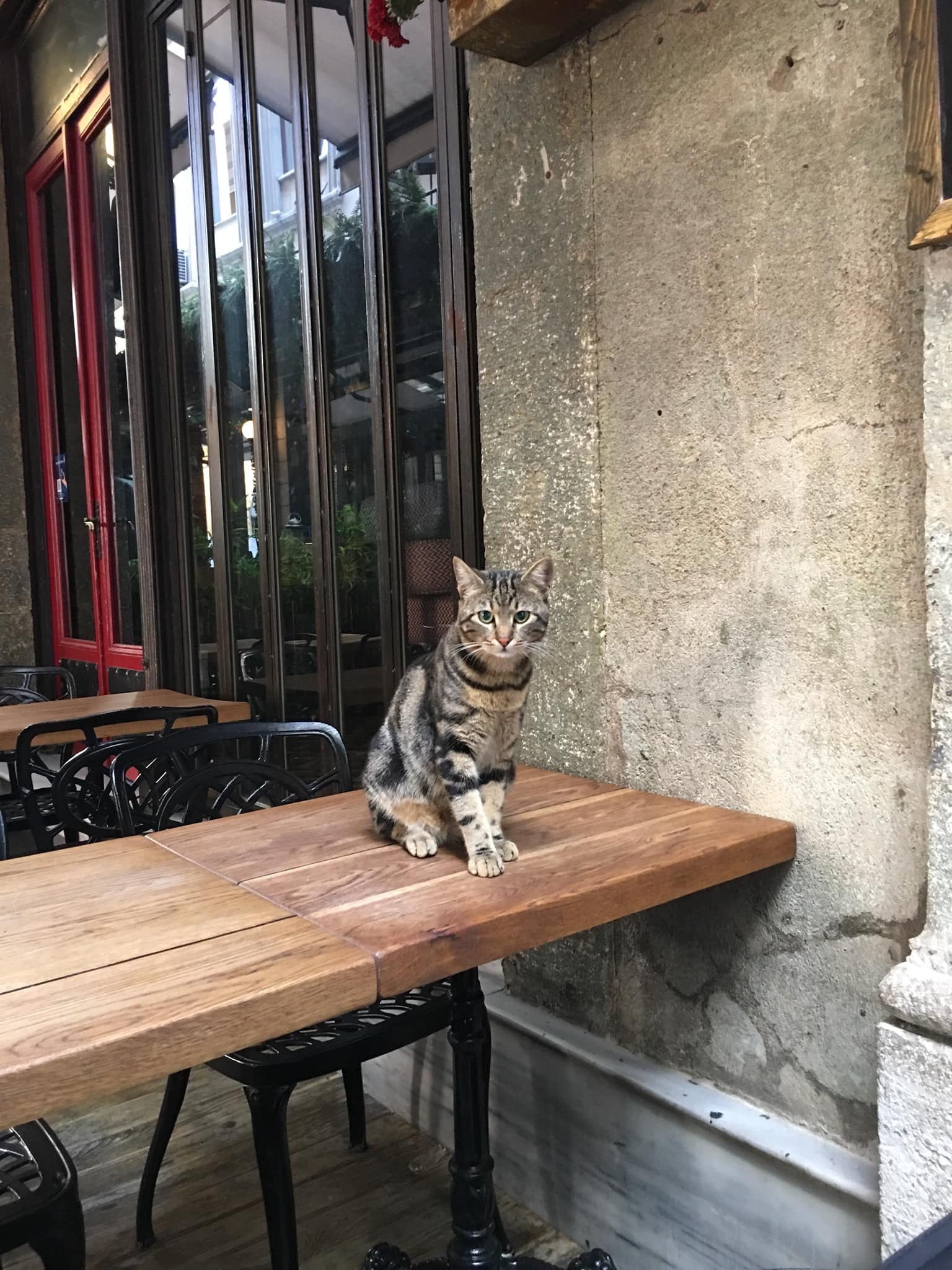Gatos de Estambul.